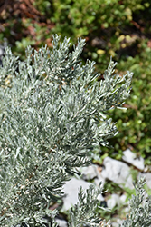 Big Sagebrush (Artemisia tridentata) at Echter's Nursery & Garden Center