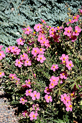 Wisley Pink Rock Rose (Helianthemum nummularium 'Wisley Pink') at Echter's Nursery & Garden Center