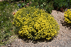 Basket Of Gold Alyssum (Aurinia saxatilis 'Basket Of Gold') at Echter's Nursery & Garden Center