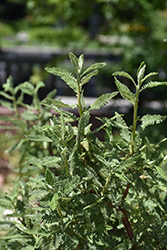 Fernbush (Chamaebatiaria millefolium) at Echter's Nursery & Garden Center