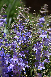 Silverton Bluemat Penstemon (Penstemon linarioides 'P014S') at Echter's Nursery & Garden Center