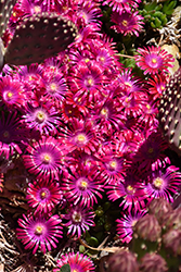 Jewel Of Desert Garnet Ice Plant (Delosperma 'Jewel Of Desert Garnet') at Echter's Nursery & Garden Center