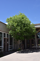 Gambel Oak (Quercus gambelii) at Echter's Nursery & Garden Center