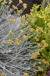 Silver Stitch Curry Bush (Helichrysum 'HYBHS18023') at Echter's Nursery & Garden Center