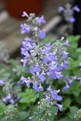 Picture Purrfect Catmint (Nepeta 'Picture Purrfect') at Echter's Nursery & Garden Center