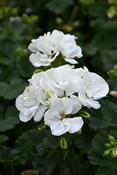 Fantasia White Geranium (Pelargonium 'Fantasia White') at Echter's Nursery & Garden Center