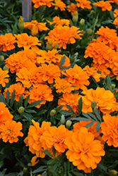 Durango Tangerine Marigold (Tagetes patula 'Durango Tangerine') at Echter's Nursery & Garden Center