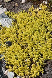 Goldilocks Creeping Jenny (Lysimachia nummularia 'Goldilocks') at Echter's Nursery & Garden Center