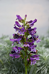 Pristine Lilac Purple Beardtongue (Penstemon barbatus 'Pristine Lilac Purple') at Echter's Nursery & Garden Center