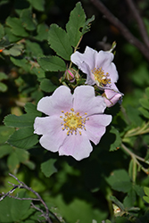 Prickly Wild Rose (Rosa acicularis) at Echter's Nursery & Garden Center