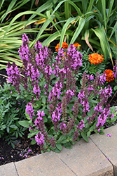 Rose Marvel Meadow Sage (Salvia nemorosa 'Rose Marvel') at Echter's Nursery & Garden Center