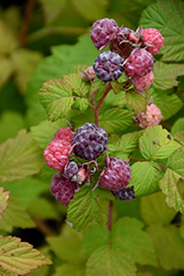 Jewel Black Raspberry (Rubus occidentalis 'Jewel') at Echter's Nursery & Garden Center