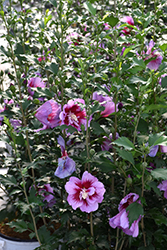Purple Pillar Rose of Sharon (Hibiscus syriacus 'Gandini Santiago') at Echter's Nursery & Garden Center