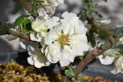 Double Take Eternal White Flowering Quince (Chaenomeles speciosa 'SMNCSDW') at Echter's Nursery & Garden Center