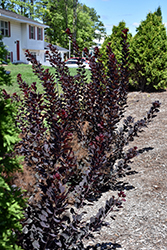 Winecraft Black Smokebush (Cotinus coggygria 'NCCO1') at Echter's Nursery & Garden Center