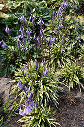 Party Streamers Hosta (Hosta 'Party Streamers') at Echter's Nursery & Garden Center