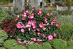 Airbrush Effect Hibiscus (Hibiscus 'Airbrush Effect') at Echter's Nursery & Garden Center
