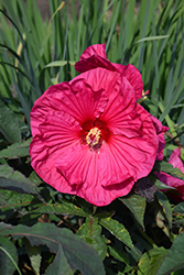 Summer In Paradise Hibiscus (Hibiscus 'Summer In Paradise') at Echter's Nursery & Garden Center