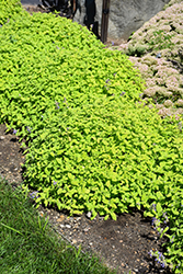 Chartreuse On The Loose Catmint (Nepeta 'Chartreuse On The Loose') at Echter's Nursery & Garden Center