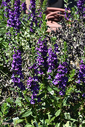 Pike's Peak Purple Beard Tongue (Penstemon x mexicali 'Pike's Peak Purple') at Echter's Nursery & Garden Center
