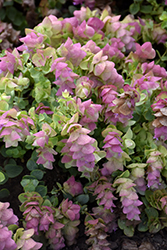 Kirigami Oregano (Origanum 'Kirigami') at Echter's Nursery & Garden Center