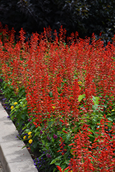 Lighthouse Red Sage Salvia Splendens Lighthouse Red In Denver