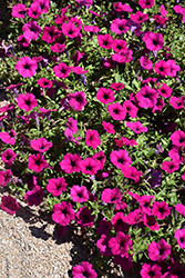 Wave Purple Classic Petunia (Petunia 'Wave Purple Classic') at Echter's Nursery & Garden Center