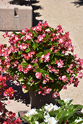 Megawatt Pink Green Leaf Begonia (Begonia 'Megawatt Pink Green Leaf') at Echter's Nursery & Garden Center