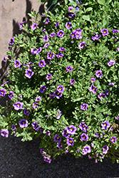 Bumble Bee Blue Calibrachoa (Calibrachoa 'Balcanumlu') at Echter's Nursery & Garden Center