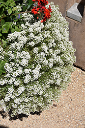 Easy Breezy White Lobularia (Lobularia maritima 'Balbeezite') at Echter's Nursery & Garden Center