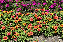 Profusion Red Yellow Bicolor Zinnia (Zinnia 'Profusion Red Yellow Bicolor') at Echter's Nursery & Garden Center