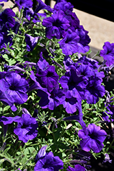 Main Stage Violet Petunia (Petunia 'KLEPH17300') at Echter's Nursery & Garden Center