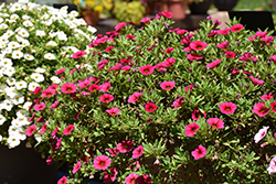 Cabaret Hot Rose Calibrachoa (Calibrachoa 'Balcabotro') at Echter's Nursery & Garden Center