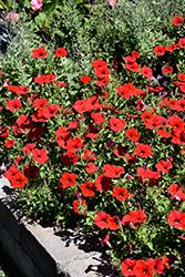 Easy Wave Red Petunia (Petunia 'Easy Wave Red') at Echter's Nursery & Garden Center