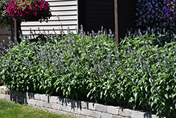 Blue Chill Sage (Salvia 'Balsaluchl') at Echter's Nursery & Garden Center