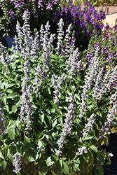 Blue Chill Sage (Salvia 'Balsaluchl') at Echter's Nursery & Garden Center