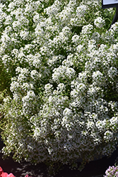 Easy Breezy White Lobularia (Lobularia maritima 'Balbeezite') at Echter's Nursery & Garden Center