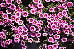 Bumble Bee Pink Calibrachoa (Calibrachoa 'Balcanumbi') at Echter's Nursery & Garden Center