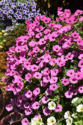 ColorRush Pink Petunia (Petunia 'Balcushink') at Echter's Nursery & Garden Center