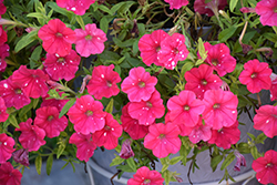 HeadlinerStrawberry Sky Petunia (Petunia 'KLEPH22668') at Echter's Nursery & Garden Center