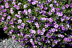 MiniFamous Neo Double Amethyst Calibrachoa (Calibrachoa 'KLECA09208') at Echter's Nursery & Garden Center