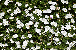 MiniFamous Uno Double White Calibrachoa (Calibrachoa 'KLECA21566') at Echter's Nursery & Garden Center