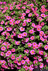 MiniFamous Uno Pink Star Calibrachoa (Calibrachoa 'KLECA16006') at Echter's Nursery & Garden Center