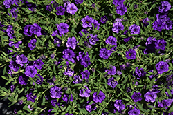 MiniFamous Neo Double Dark Blue Calibrachoa (Calibrachoa 'KLECA15269') at Echter's Nursery & Garden Center