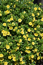 MiniFamous Neo Double Deep Yellow Calibrachoa (Calibrachoa 'KLECA11225') at Echter's Nursery & Garden Center