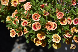 MiniFamous Neo Double OrangeTastic Calibrachoa (Calibrachoa 'KLECA19067') at Echter's Nursery & Garden Center