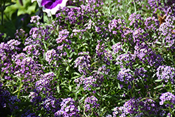 Easy Breezy Purple Lobularia (Lobularia maritima 'Balbeezurp') at Echter's Nursery & Garden Center