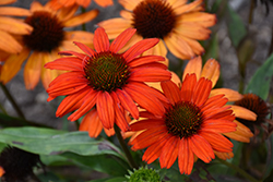 Kismet Intense Orange Coneflower (Echinacea 'TNECHKIO') at Echter's Nursery & Garden Center