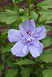 Blue Chiffon Rose of Sharon (Hibiscus syriacus 'Notwoodthree') at Echter's Nursery & Garden Center