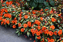 SunPatiens Vigorous Tropical Orange New Guinea Impatiens (Impatiens 'SAKIMP055') at Echter's Nursery & Garden Center